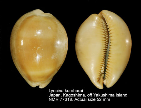 Lyncina kuroharai.jpg - Lyncina kuroharai(Kuroda & Habe,1961)